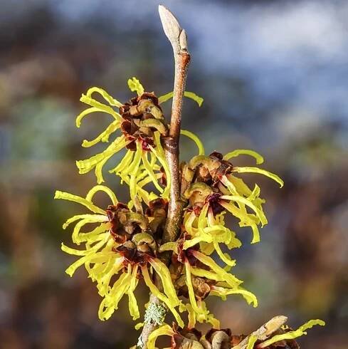 Witch Hazel - Regular (USP)