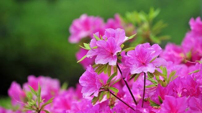 Ideal Azalea Water Requirements – For Lush, Healthy Shrubs That Will Thrive For Years