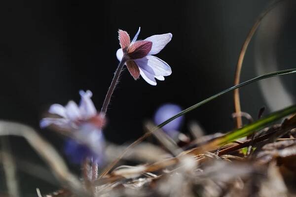 Jaterník podléška (Hepatica nobilis)