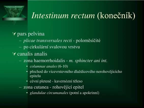 PPT - Trávicí trakt II. PowerPoint Presentation, free download - ID:3486399