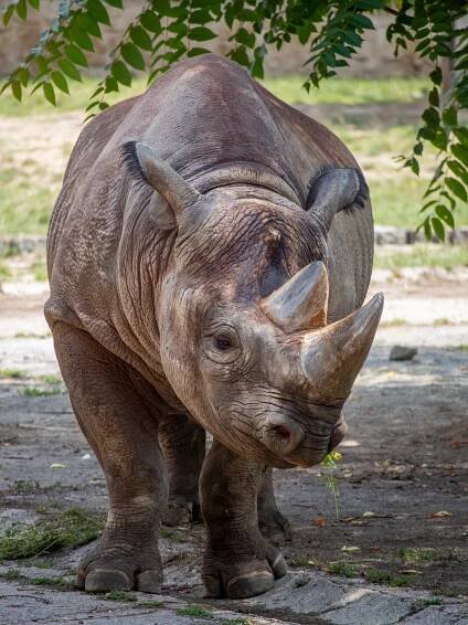 Safari park Dvůr Králové – napříč Afrikou během jednoho dne | PrimaVylety.cz