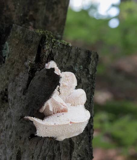 ježatec různozubý – Creolophus cirratus, Chřiby - foto: Milan Němčický