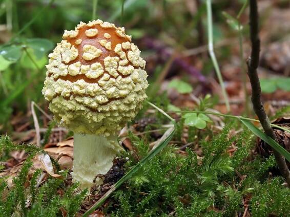 Amanitaceae - muchomůrkovité - myko.cz