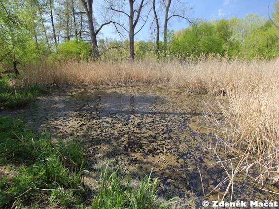 Oleksovická mokřina - přírodní památka | Jihomoravský kraj | Natura Bohemica