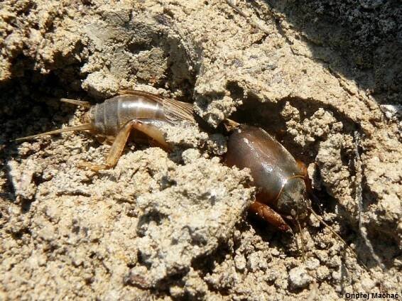 Gryllotalpa gryllotalpa - krtonožka obecná | Gryllotalpidae - krtonožkovití | Natura Bohemica