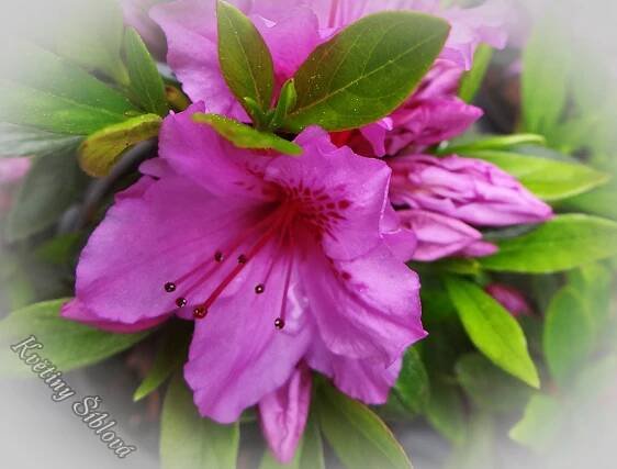 Azalea japonica 'Herbert'