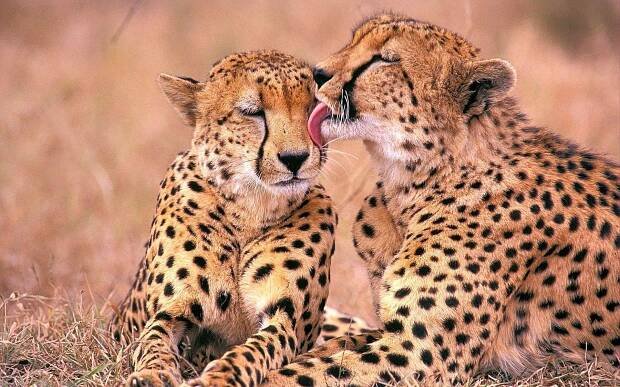 Gepard