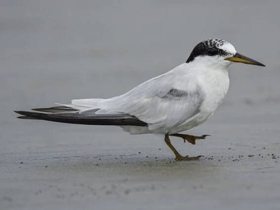 Nonbreeding adult - ML617422660