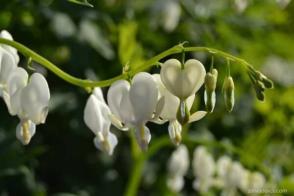 Srdcovka (Dicentra)