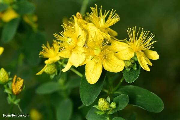 St John's wort, Hypericum perforatum