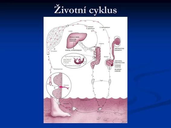 PPT - Etiologická patologie PowerPoint Presentation, free download - ID:5061351