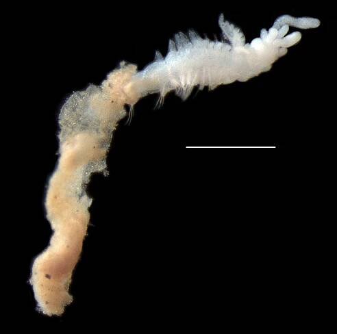 Checklist of newly-vouchered annelid taxa from the Clarion-Clipperton Zone, central Pacific Ocean, based on morphology and genetic delimitation