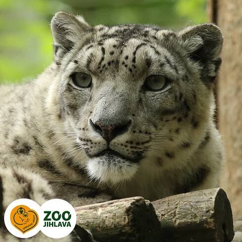 irbis | E-shop Zoo Jihlava