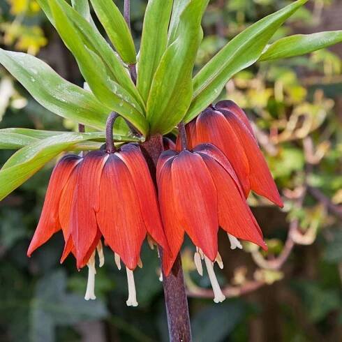 Řebčík královský červený - Fritillaria imperialis rubra - cibule řebčíku - 1 ks od 101 Kč - Heureka.cz
