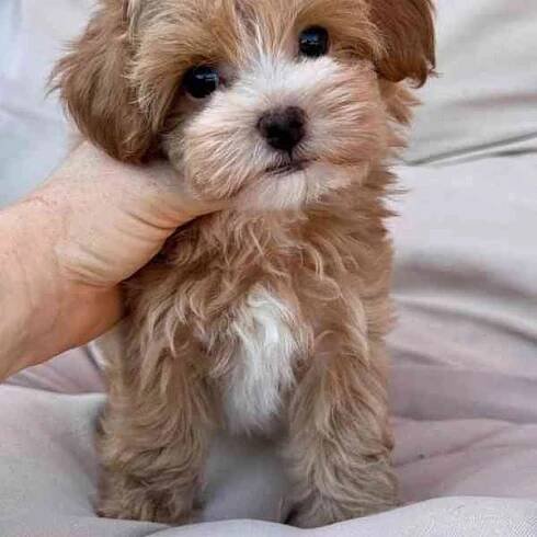 Nádherná mini štěňata Maltipoo s PP - bazar - Hyperinzerce.cz