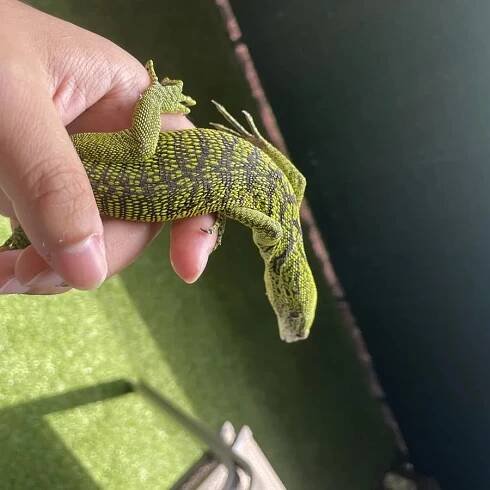 Lizards - Native Exotics Europe