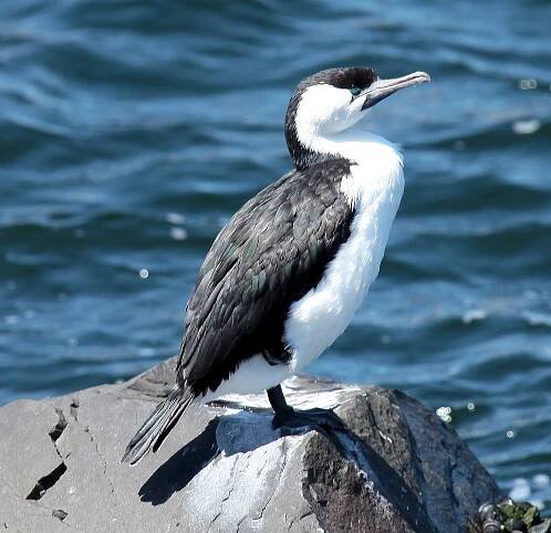 Phalacrocorax fuscescens Cormoran de Tasmanie Australie