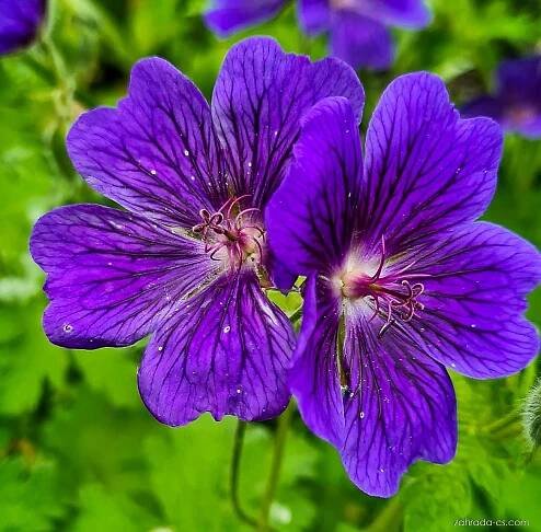 Kakost (Geranium)
