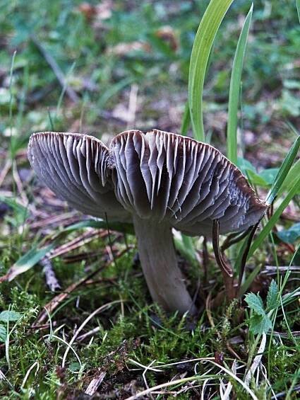 Čirůvka zemní - Tricholoma terreum (Schaeff.) P. Kumm. | www.ohoubach.cz