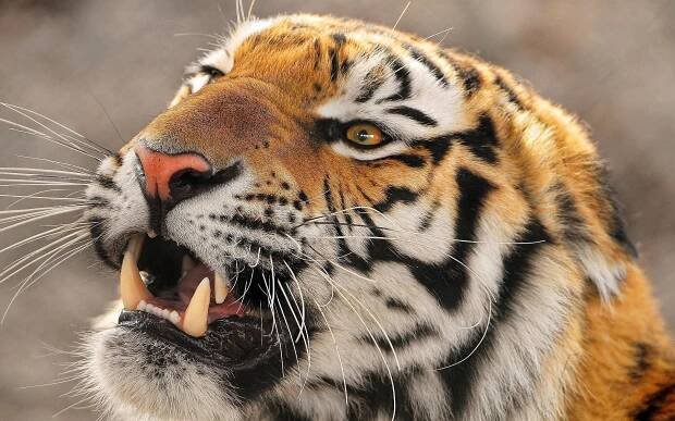 Download Tiger Wallpapers for FREE [100,000+ Mobile & Desktop] - WallpaperGod.com