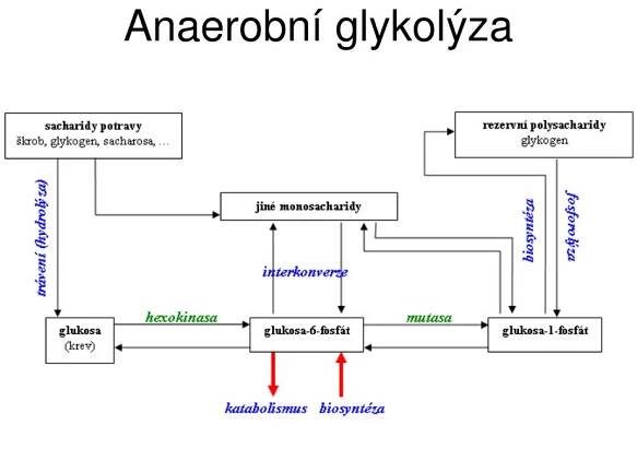 PPT - Metabolismus sacharidů PowerPoint Presentation, free download - ID:5789890