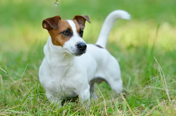 Jack Russell teriér (66 fotografií): popis plemene, zejména povaha psů, dívek a chlapců. Velikost a barvy štěňátek. Recenze