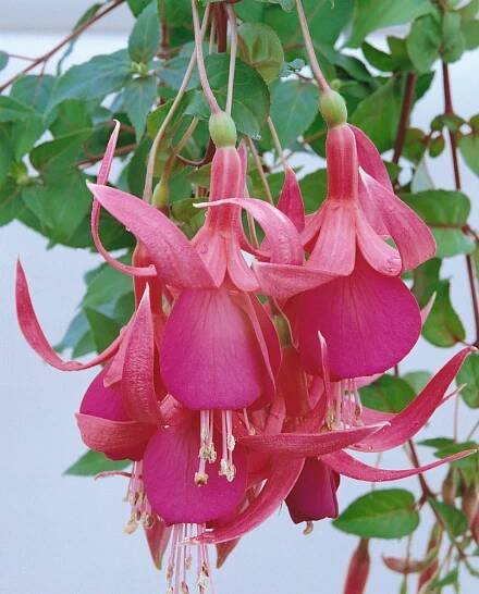 Fuchsia ´Red Spider´ , Fuchsie převislá, K7