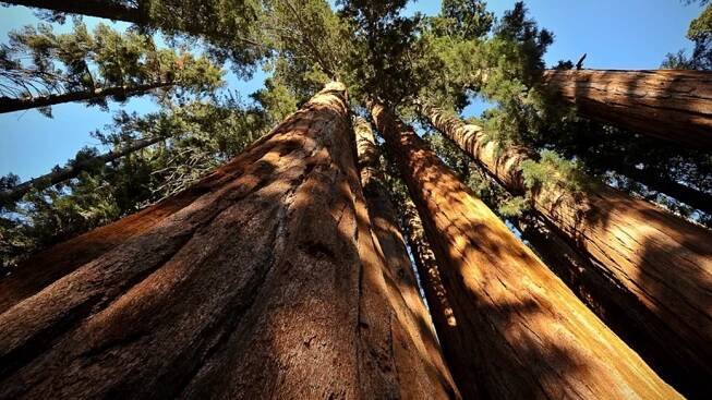 Národní park Sequoia v Kalifornii | © bumeister1