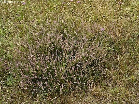 Calluna vulgaris - vřes obecný | Ericaceae - vřesovcovité | Natura Bohemica