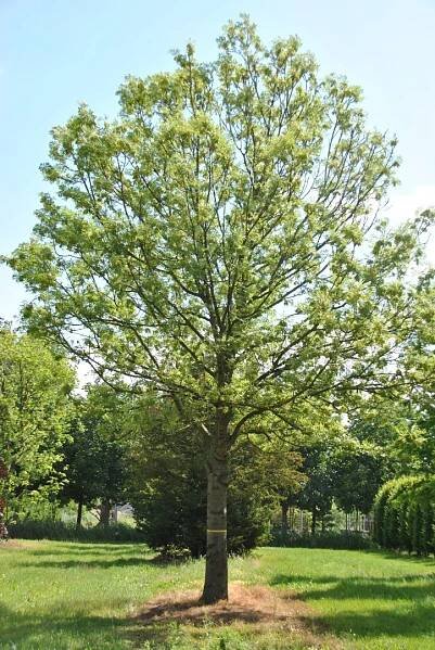 Fraxinus excelsior 'Jaspidea'