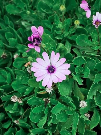 bezplatná Detail Krásné Fialové Africké Daisy Bloom Základová fotografie