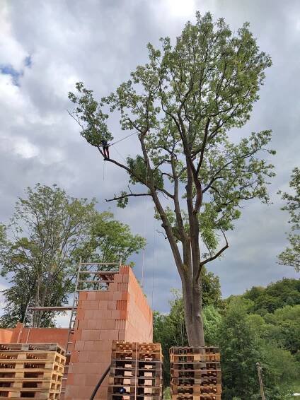 Ořezy stromů, Praha, Vinohrady, Quercus services, s.r.o.