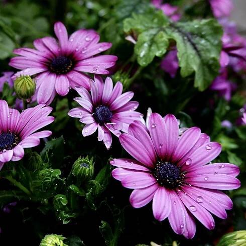 Osteospermum