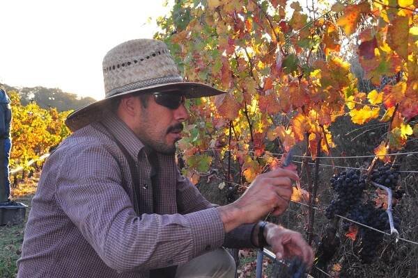 José Torres harvests the 2013 vintage at Cain Vineyard & Winery