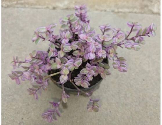 Kalísie s růžovými listy (Callisia repens Rosata) - malá - Achatina shne.czek