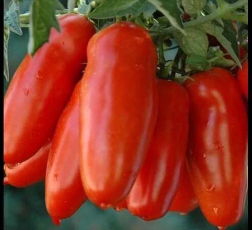 ´​San Marzano Gigante F1´​, SEMENA.CZ, 53 Kč Archiv firem