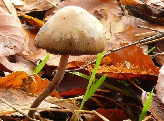 Lysohlávka česká (Psilocybe bohemica)