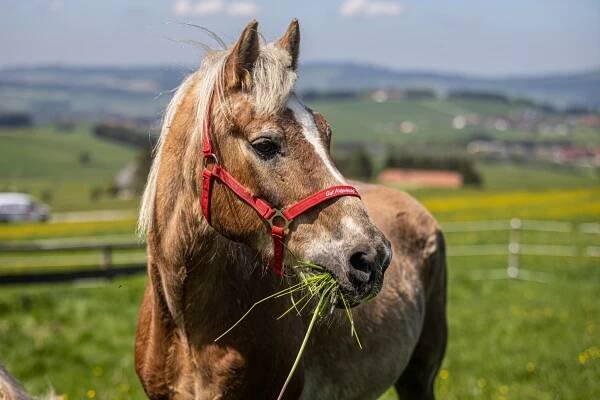 Das braune Pferd Nanouk mit rotem Halfter frisst Gras und steht auf der grünen Weide