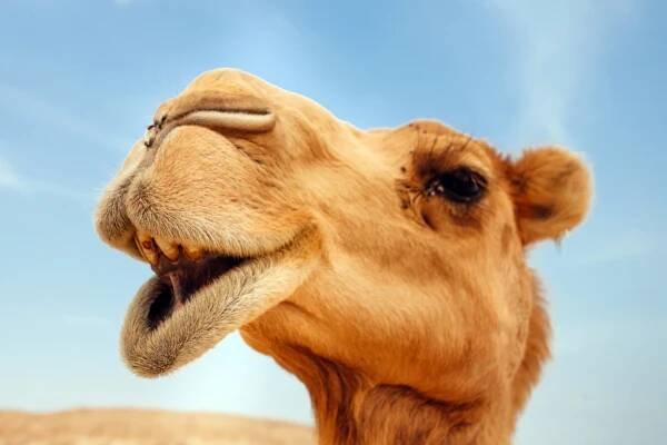 Camel milk's health properties could help treat asthma caused by allergies