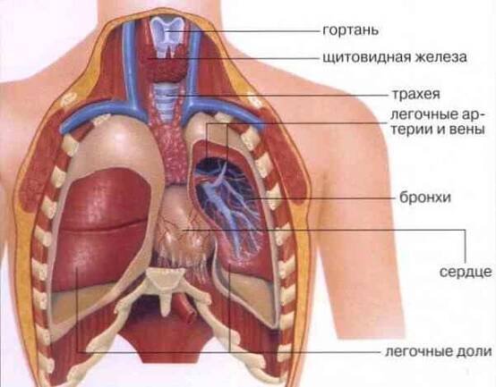 Mediastinal cysty příčiny, příznaky, léčba / Chirurgie | Užitečné informace a tipy na péči o sebe. Zdraví, výživa a další