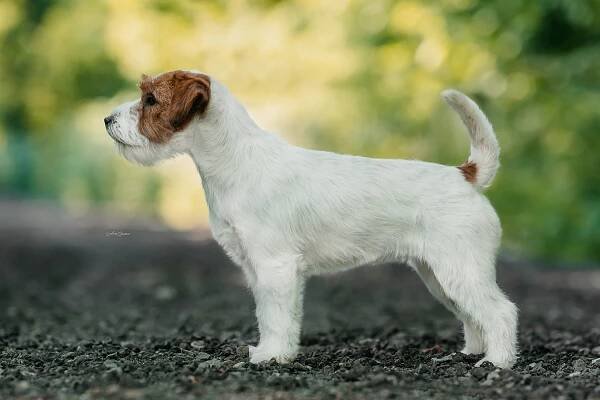 ODCHOVY - Shah-Azim Jack Russell teriér