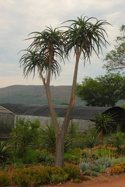 A Guide to Growing Aloes: Cultivating Stunning Plants - Afro Indigenous Horticulture
