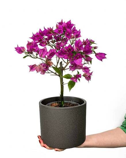 Bugenvilea 'Sabina' (Bougainvillea spectabilis) (M)