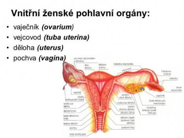 vaječník (ovarium) vejcovod (tuba uterina) děloha (uterus) pochva (vagina)