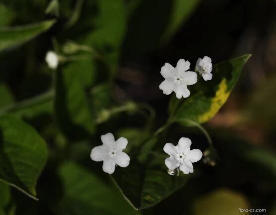 Pomněnkovec velkolistý (Brunnera macrophylla)
