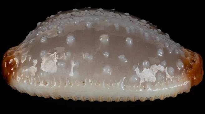 Marine Shells of South East Queensland