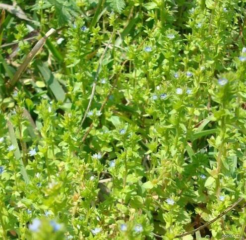 Fotogalerie DF: veronica arvensis rozrazil; 1