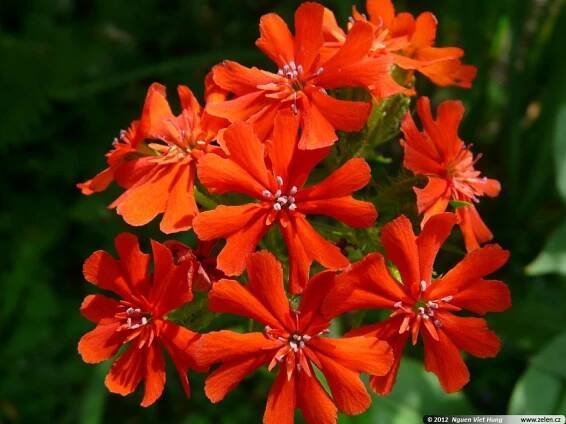 Lychnis chalcedonica kohoutek plamenný
