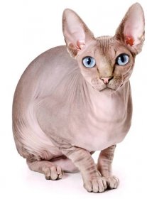 sfinga kočka - sphynx bezsrsté kočky - stock snímky, obrázky a fotky