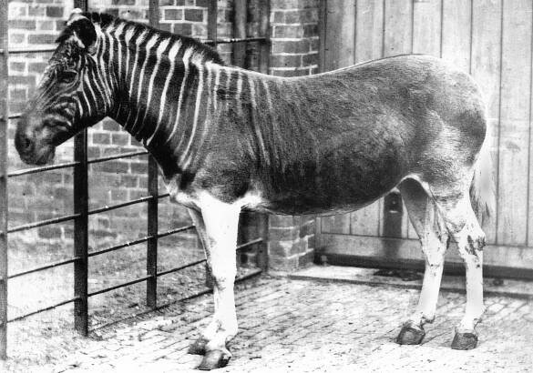 Vyhynulá zvířata. Pět druhů, které se před vyhynutím podařilo zachytit na fotografii. Například Zebra Kvaga - COOL magazín